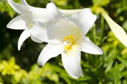 Margaret Sikora, obituary — Pace Funeral Home