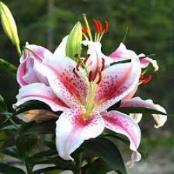Dorothy McWhorter, obituary — Pace Funeral Home