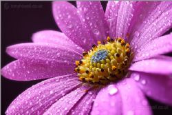 Marie Sanford, obituary — Pace Funeral Home