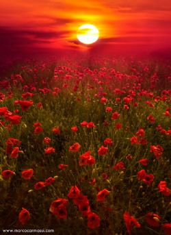 Bonita Bunten, obituary — Pace Funeral Home