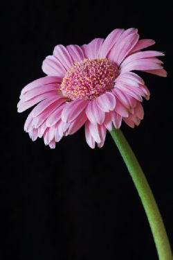 Sherry Norsworthy Yanes, obituary — Pace Funeral Home
