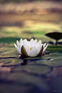 Pamela Hawthore, obituary — Pace Funeral Home