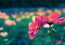 Barbara Carver, obituary — Pace Funeral Home