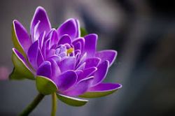 Doreen Burton, obituary — Pace Funeral Home