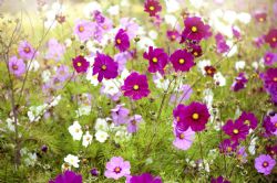 Ruth Pharis, obituary — Pace Funeral Home